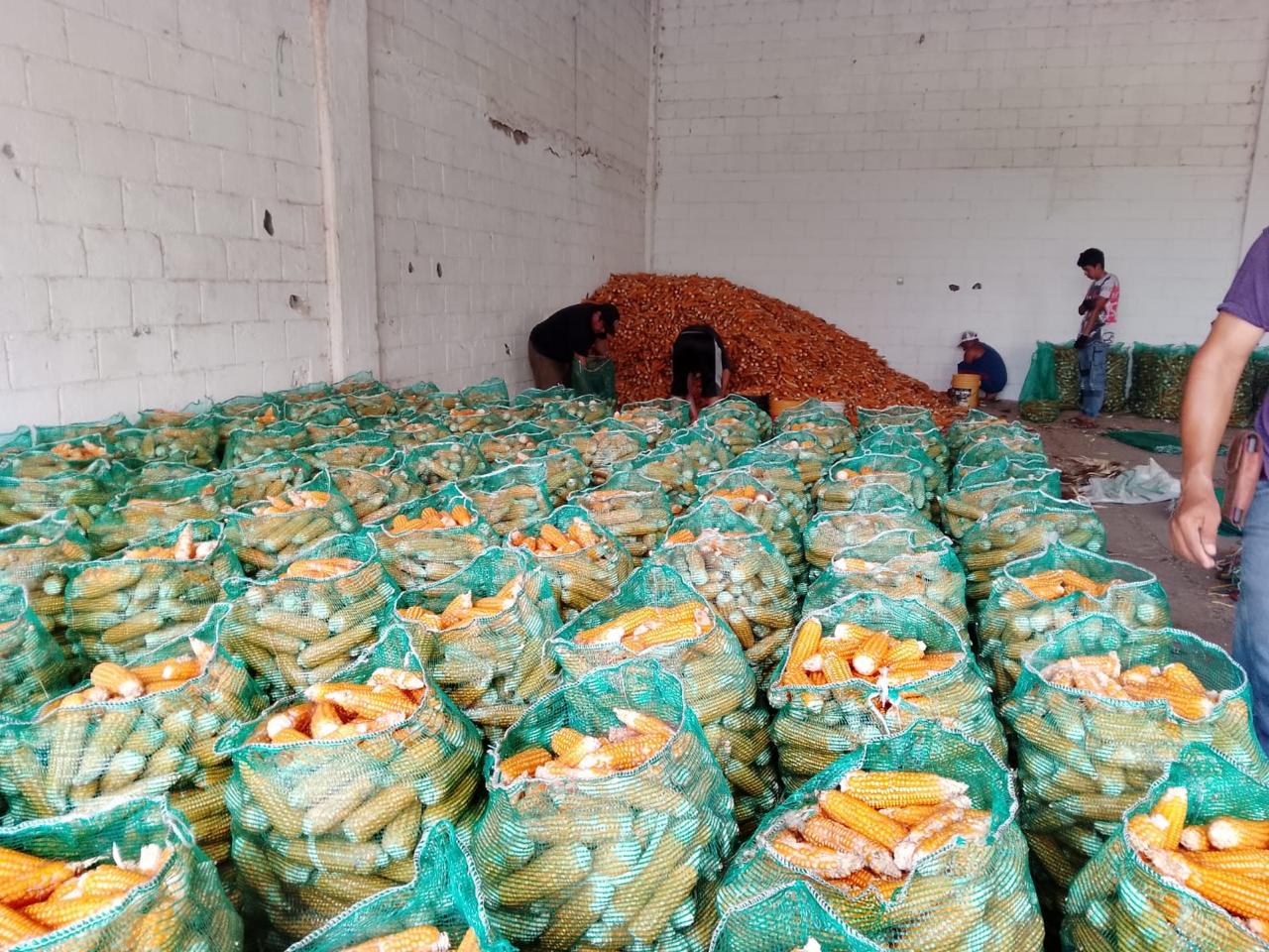 Mazorca de maíz amarillo con buen llenado