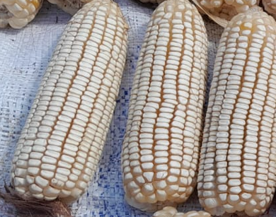 Maíz Blanco