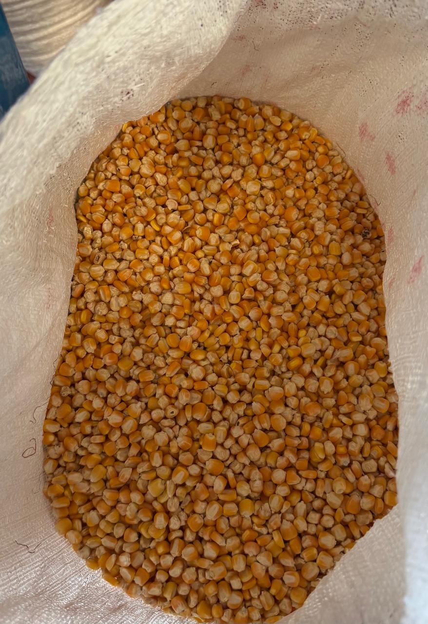 Presentación de semilla de maíz amarillo PROASE