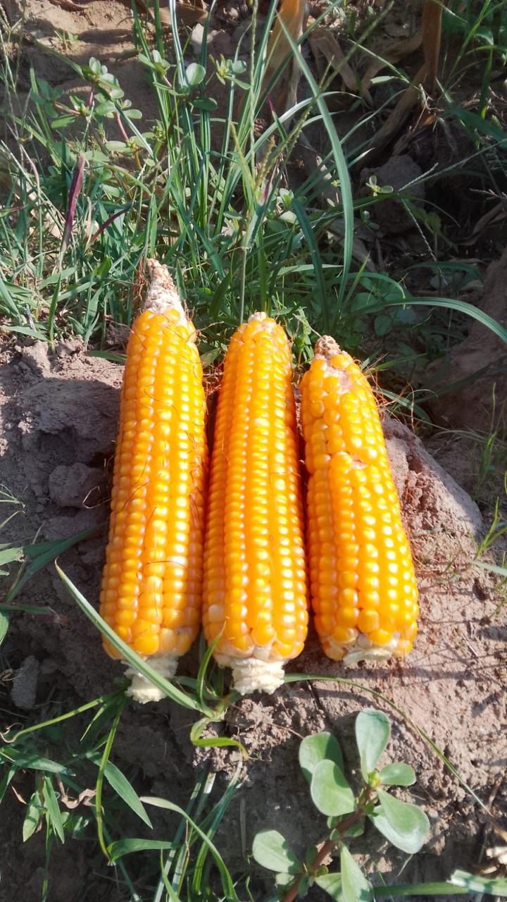 Campo de maíz amarillo